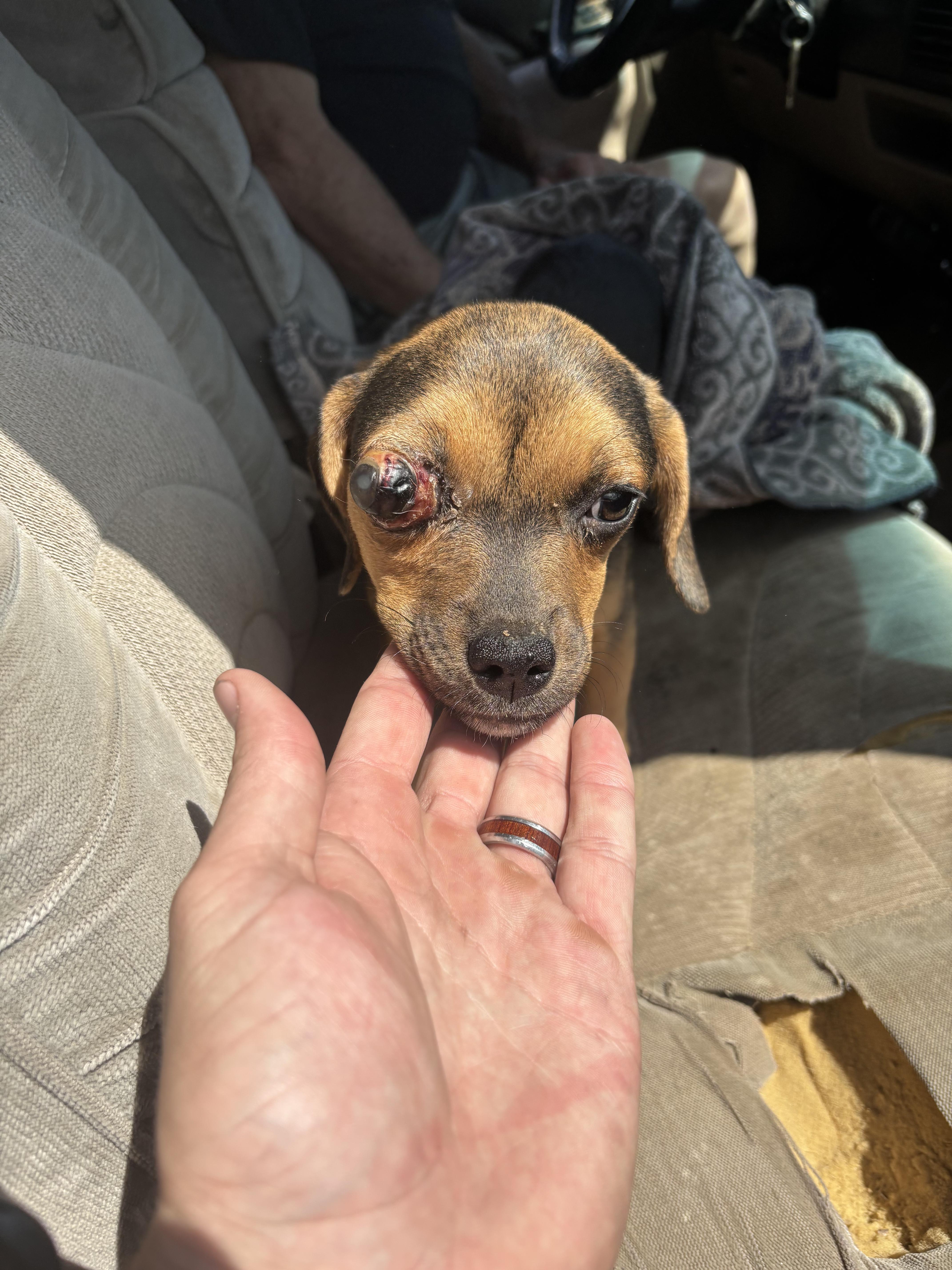 A baby small-sized female Tricolor (Brown, Black, & White) Beagle dog named Annie for adoption in Orange, VA