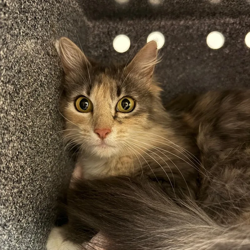 An adult medium-sized female Gray / Blue / Silver Domestic Medium Hair cat named Kenzie for adoption in Reno, NV