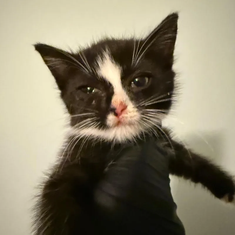 A baby small-sized female Black Domestic Short Hair cat named Effie for adoption in Alexandria, VA
