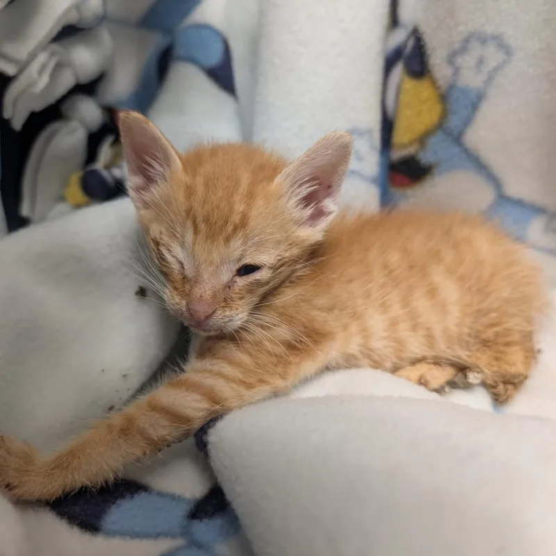 A baby small-sized male Orange / Red Domestic Short Hair cat named Sie for adoption in Houston, TX