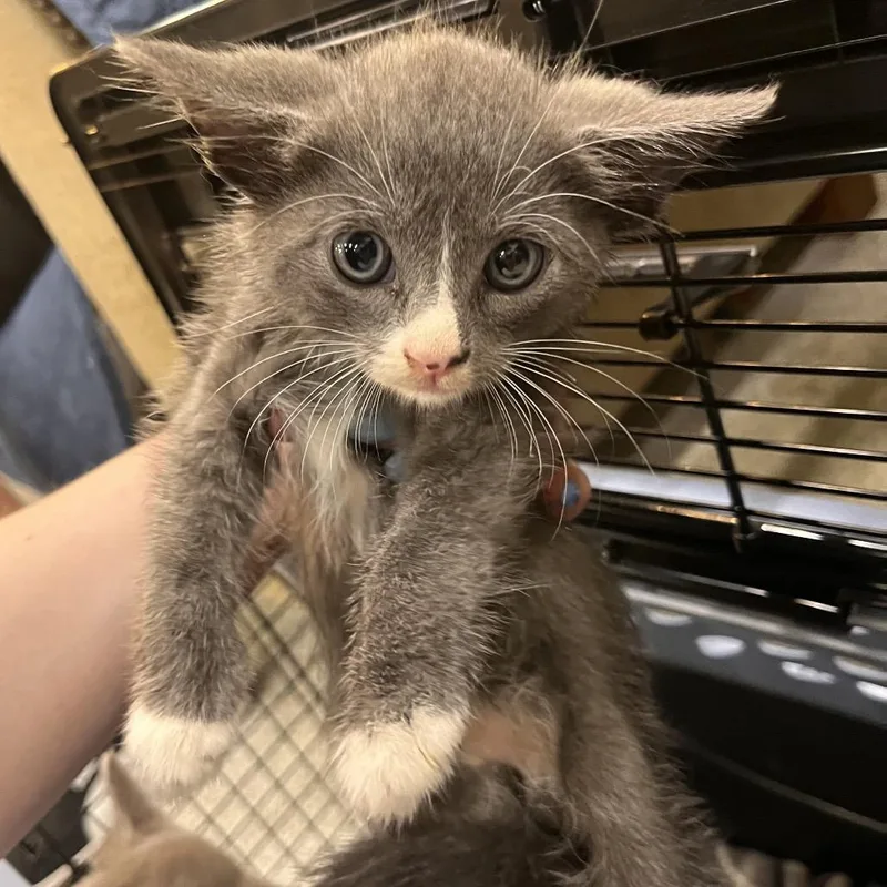 A baby small-sized male Gray / Blue / Silver Domestic Short Hair cat named Frost for adoption in Mount Juliet, TN