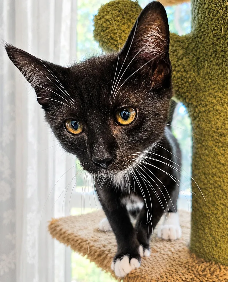 A baby medium-sized female Black & White / Tuxedo Domestic Short Hair cat named Toast for adoption in Greensboro, NC
