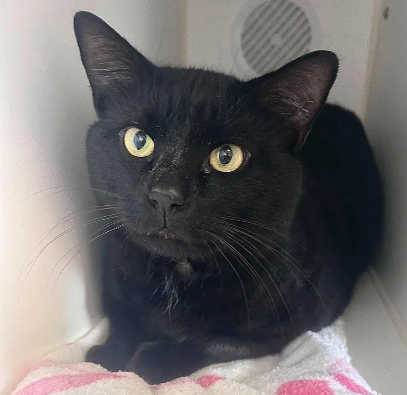 An adult extra large-sized male Domestic Short Hair cat named Booman for adoption in Gettysburg, PA