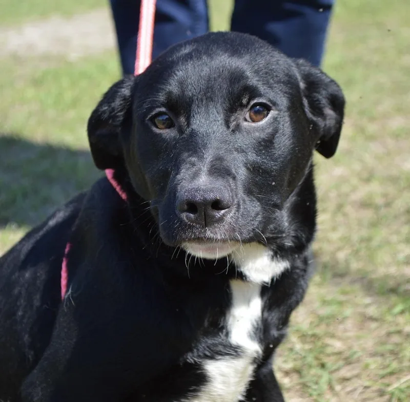 A baby medium-sized female Black Chocolate Labrador Retriever dog named Callie for adoption in Harrison, NY