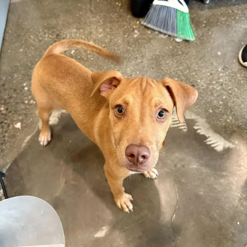 A baby small-sized male Red / Chestnut / Orange Pit Bull Terrier dog named Gnocchi for adoption in Louisville, KY