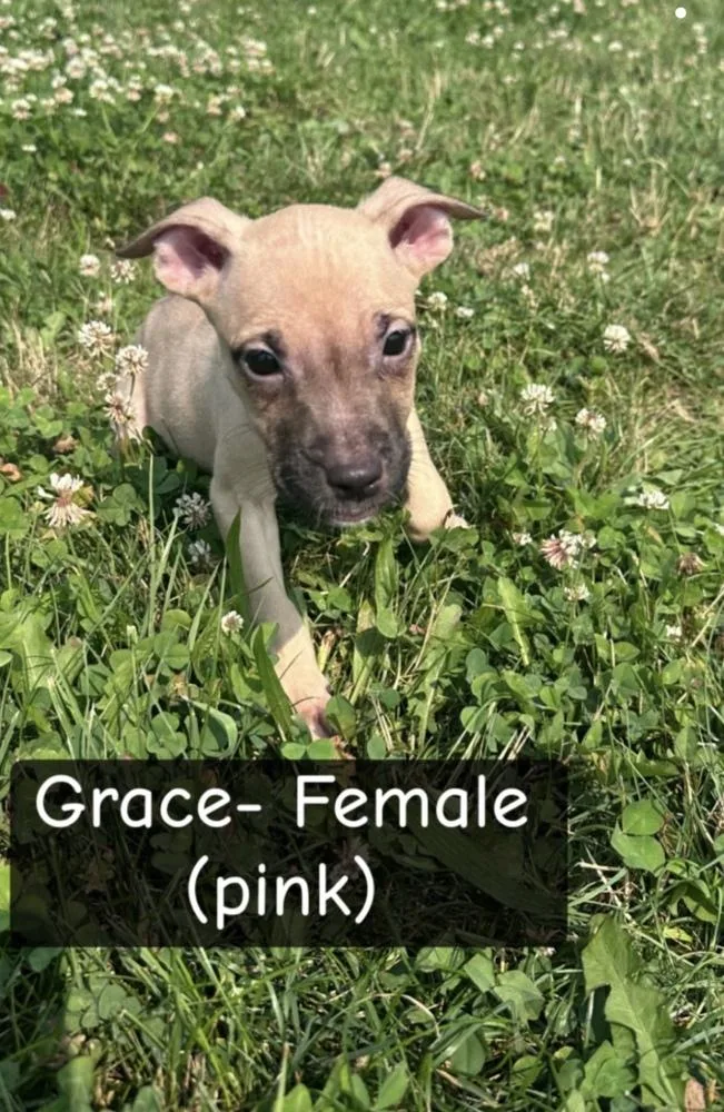 A baby large-sized female German Shepherd Dog dog named Grace for adoption in Irwin, PA