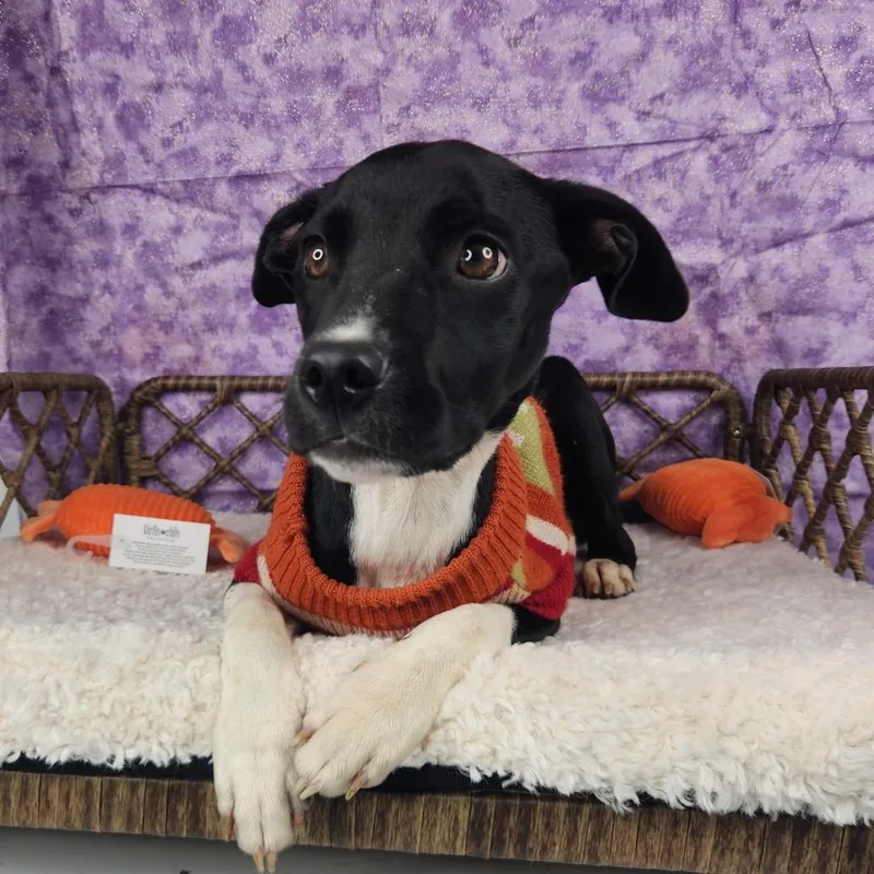 A baby small-sized female Black Terrier dog named Opossum for adoption in Fort Wayne, IN
