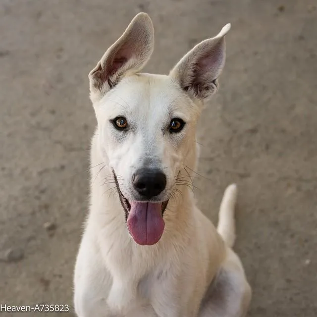 A young large-sized female German Shepherd Dog dog named Heaven for adoption in Sacramento, CA