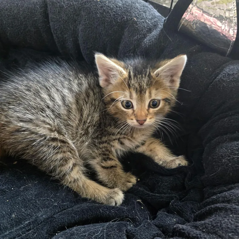 A baby medium-sized female Tabby (Brown / Chocolate) Domestic Short Hair cat named Amelia Bedelia for adoption in Sauk City, WI