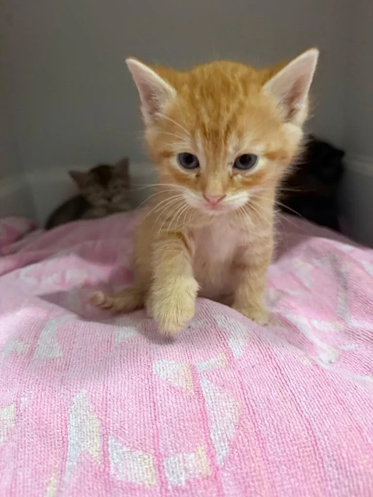 A baby small-sized male Domestic Short Hair cat named Waffles for adoption in Lewisville, TX