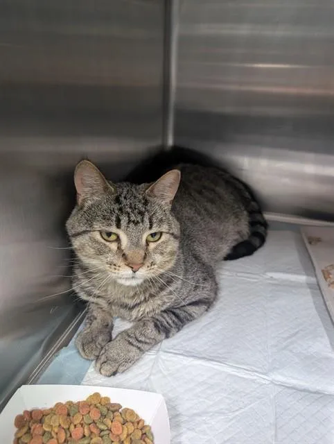 A young small-sized male Domestic Short Hair cat named Ken for adoption in Westminster, MD