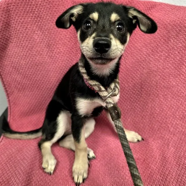 A baby small-sized female Terrier dog named Evelyn for adoption in Long Beach, CA