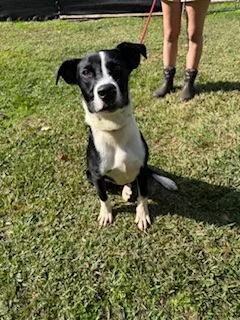 An adult large-sized male Mixed Breed dog named Linus for adoption in Covington, LA