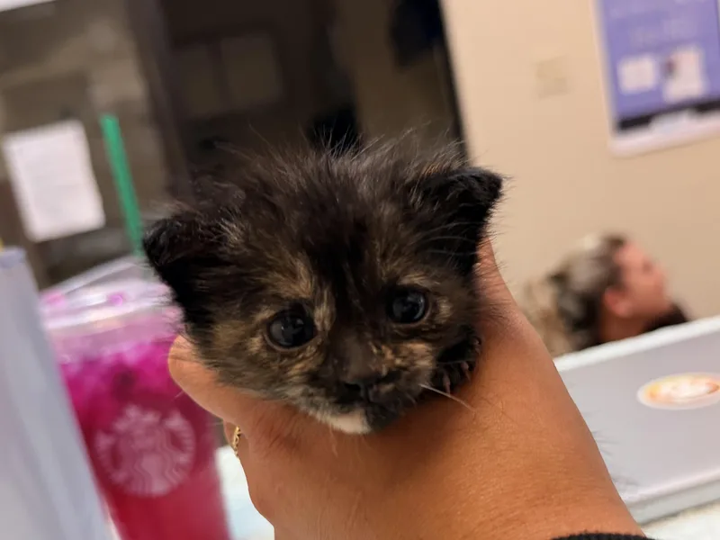 A baby medium-sized female Tortoiseshell cat named Jess for adoption in Lodi, CA