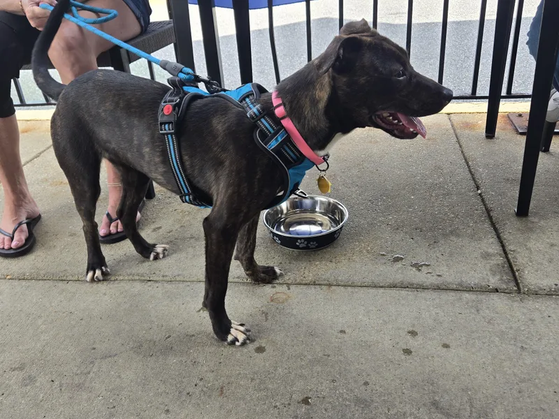 A baby medium-sized female Cane Corso dog named Millie for adoption in Bowie, MD