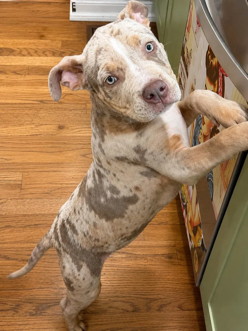A baby large-sized male American Bully dog named Echo for adoption in Halethorpe, MD
