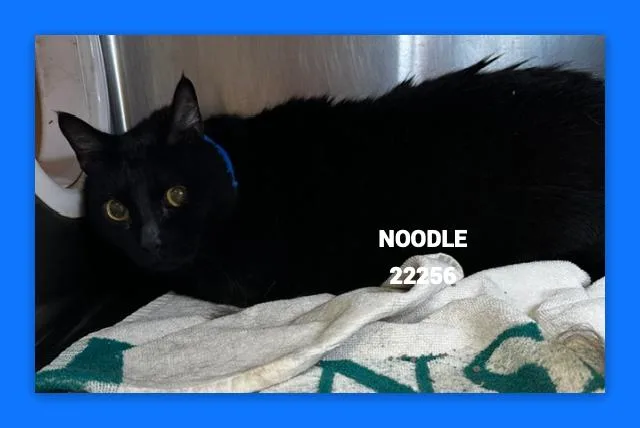 Noodle thumbnail 2