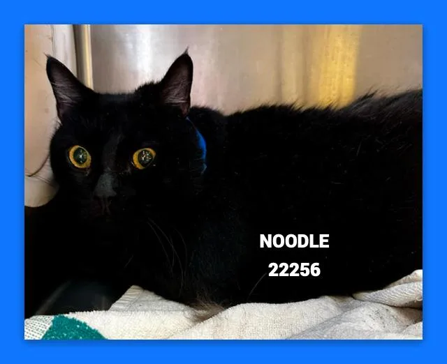 Noodle thumbnail 3