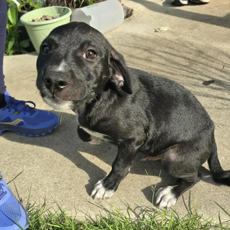 A baby small-sized male Black Mixed Breed dog named Rocky for adoption in Buffalo, MN