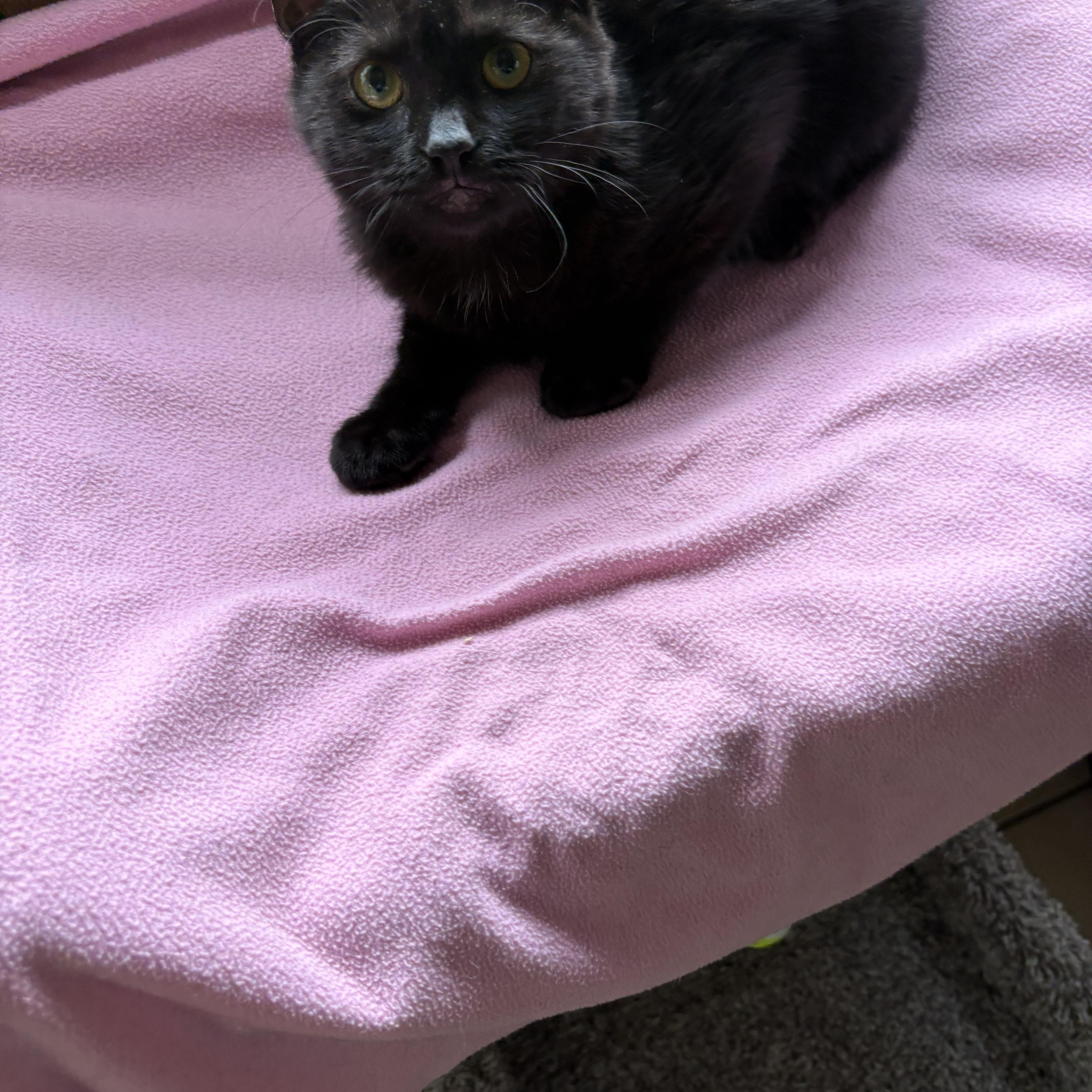 A baby medium-sized female Black Domestic Short Hair cat named Penelope for adoption in Linden, NJ