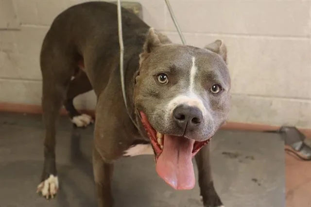 An adult medium-sized male Mixed Breed dog named Haze for adoption in Columbia, SC