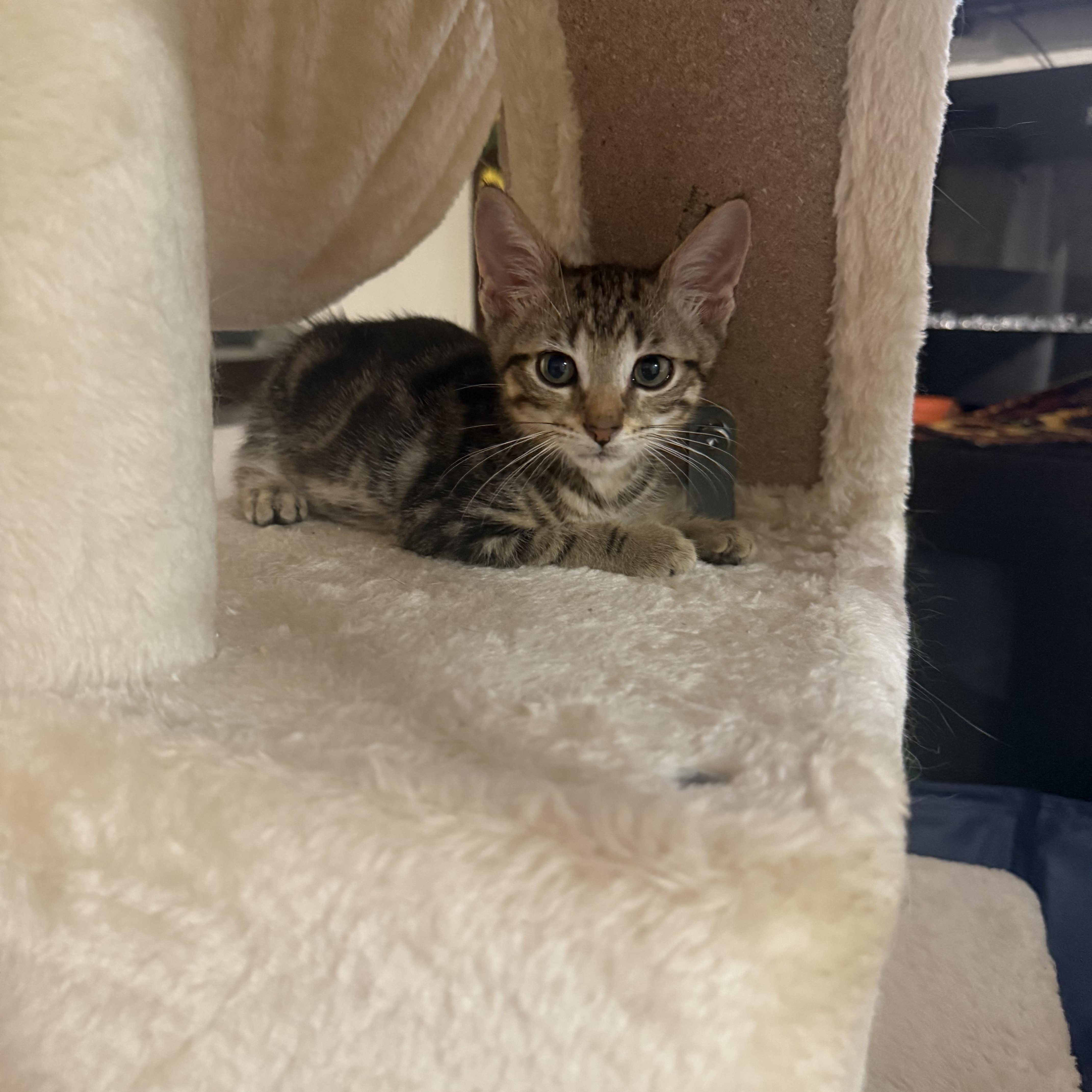 A baby medium-sized male Tabby (Brown / Chocolate) Domestic Short Hair cat named Inferno for adoption in Moriches, NY