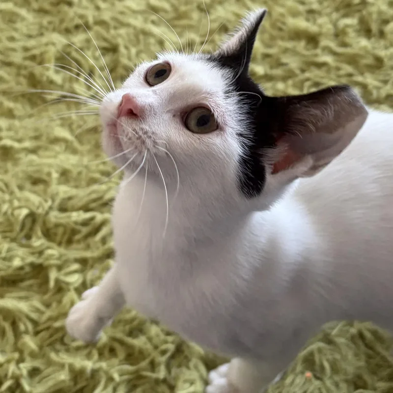 A baby large-sized male Domestic Short Hair cat named Wadsworth for adoption in Scranton, PA