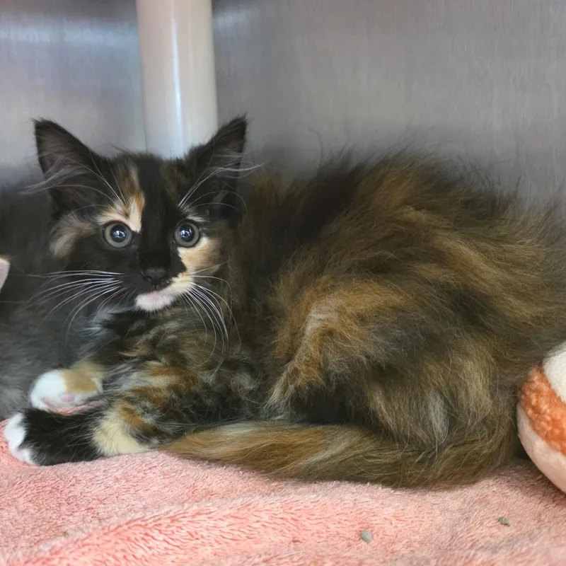 A baby small-sized female Calico Domestic Long Hair cat named Serenity for adoption in Fort Wayne, IN