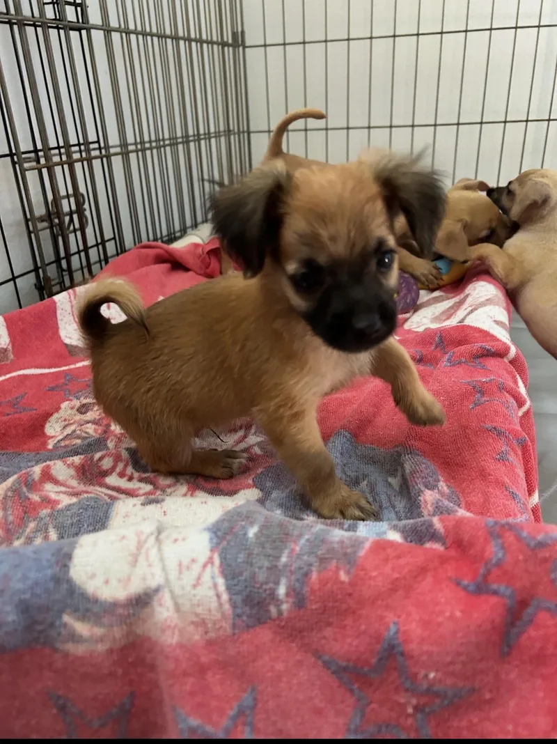 A baby small-sized male Golden Chihuahua dog named Harry for adoption in La Palma, CA