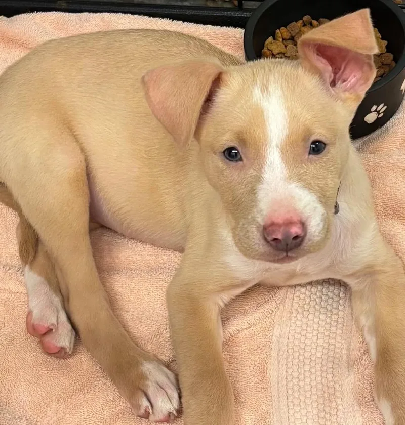 A baby small-sized female Pit Bull Terrier dog named Lucy for adoption in Elizabethton, TN
