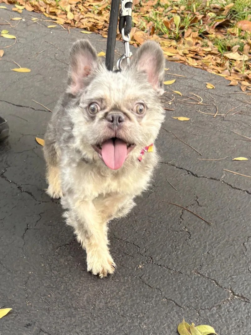 An adult small-sized male French Bulldog dog named Antonio for adoption in Margate, FL