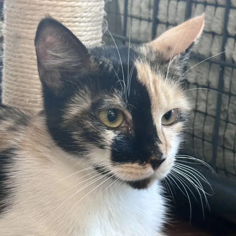 An adult medium-sized female Calico Domestic Short Hair cat named Eevee for adoption in Saratoga Springs, NY
