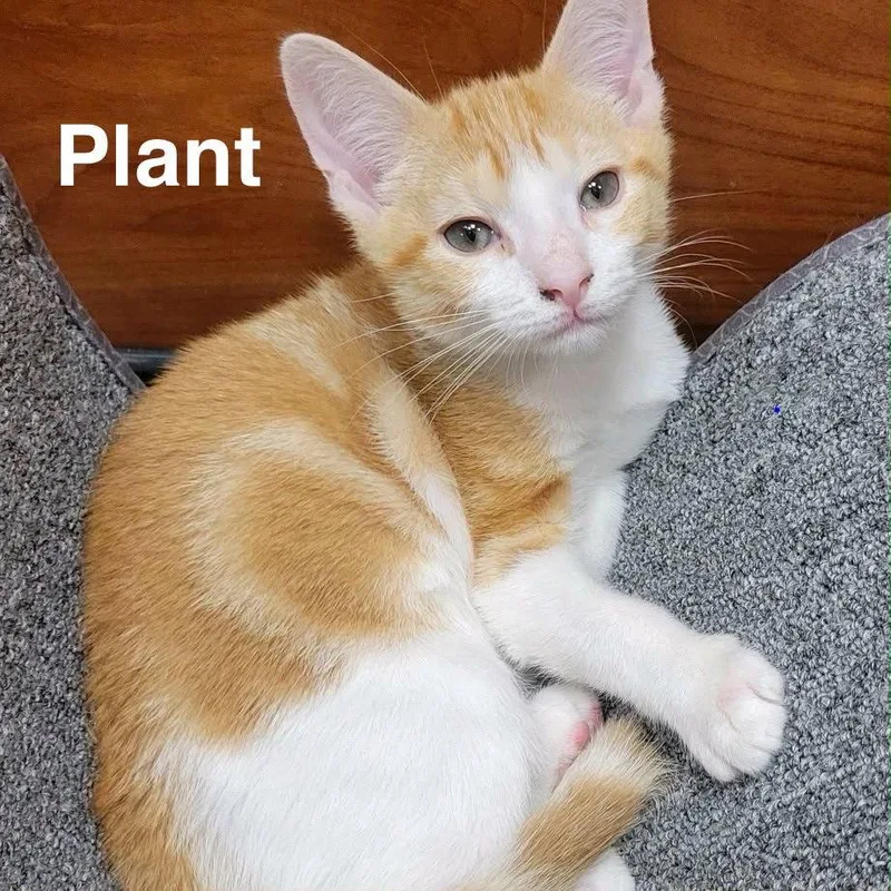 A young medium-sized male Orange & White Domestic Short Hair cat named Plant for adoption in Spring Lake, NJ