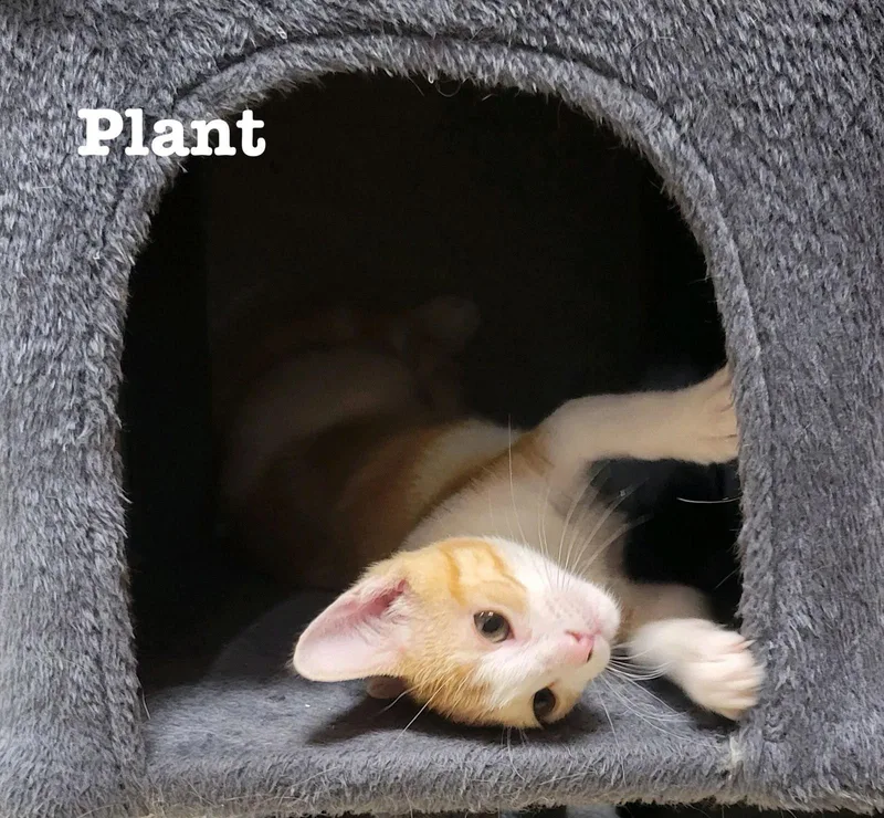 Plant thumbnail 2