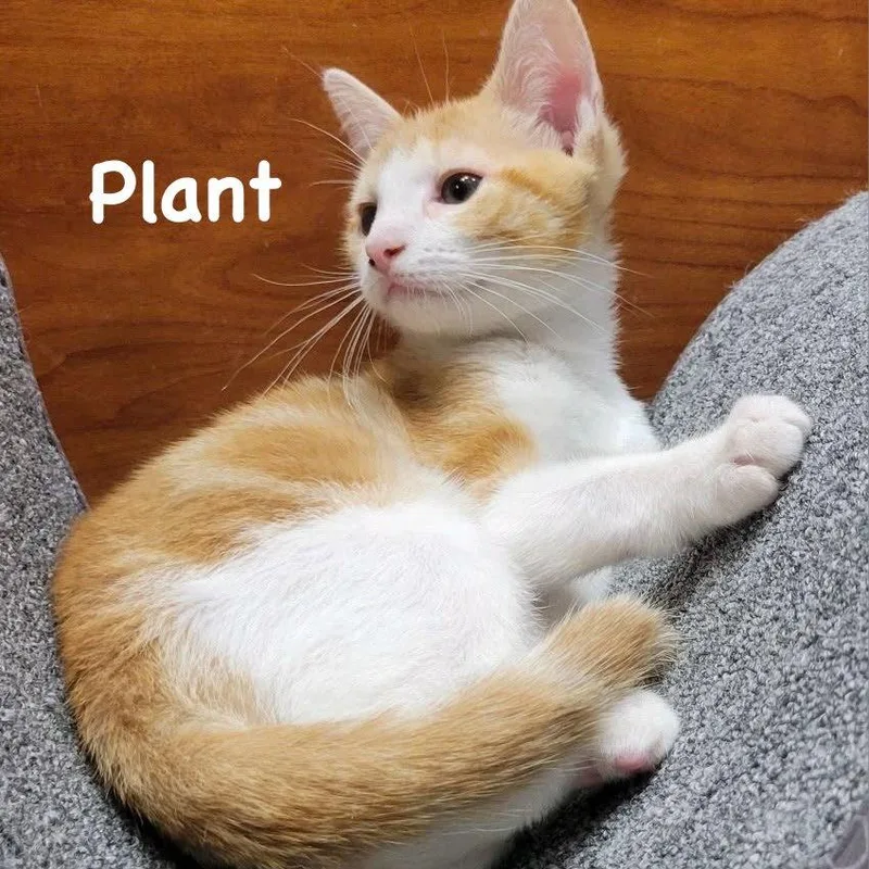 Plant thumbnail 3