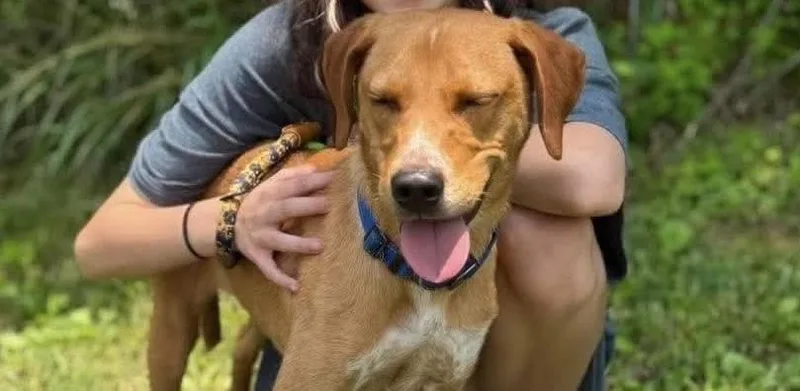 A young medium-sized male Labrador Retriever dog named Cole for adoption in Middletown, CT