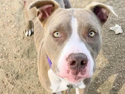 An adult large-sized male Yellow / Tan / Blond / Fawn Mixed Breed dog named King for adoption in Georgetown, TX
