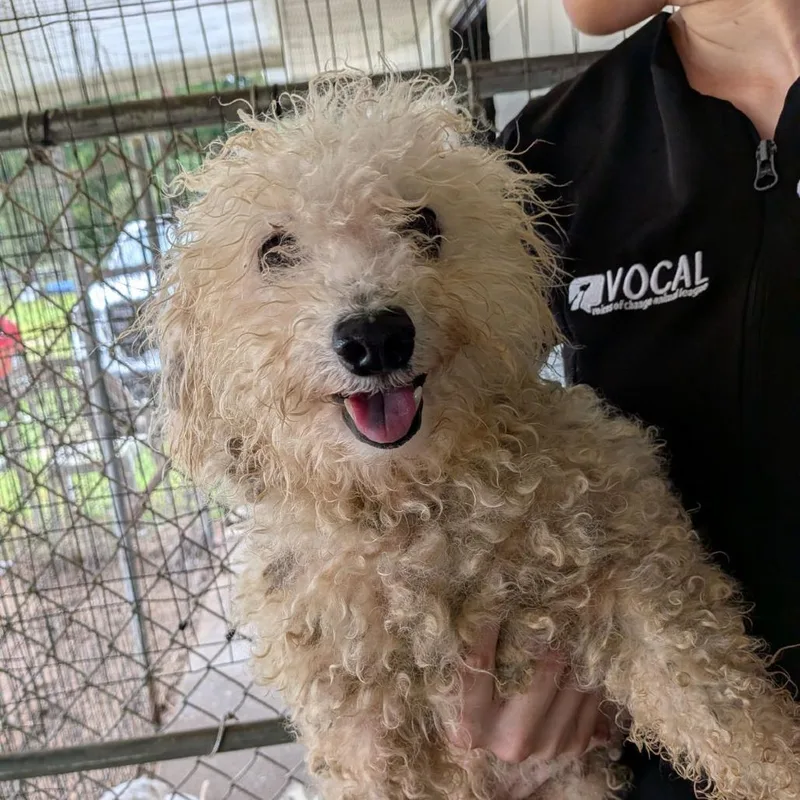 A senior small-sized female White / Cream Bichon Frise dog named Yogurt for adoption in Ocala, FL