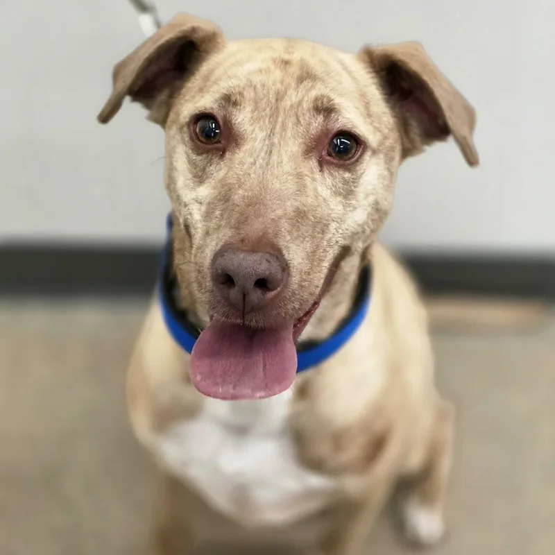 An adult medium-sized male American Staffordshire Terrier dog named Ollie for adoption in Farmington, MN