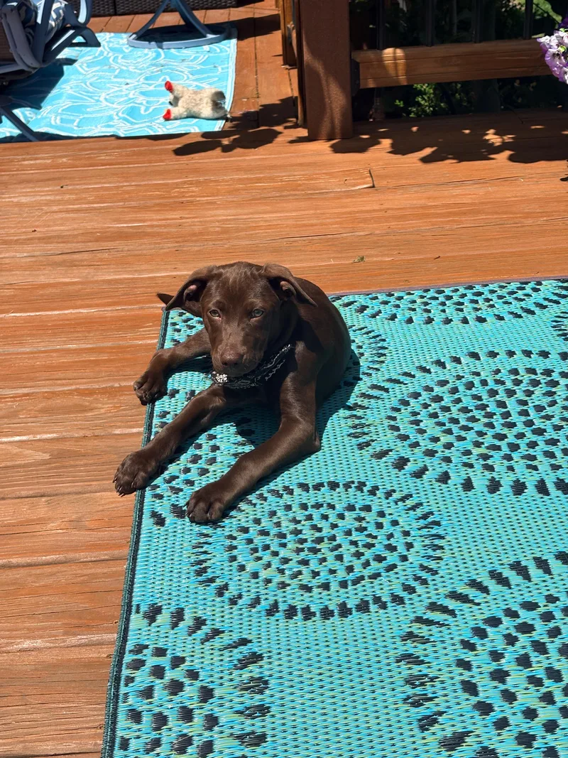 A baby medium-sized female Brown / Chocolate Chocolate Labrador Retriever dog named Yunque snuggle pup for adoption in Lake Forest, IL