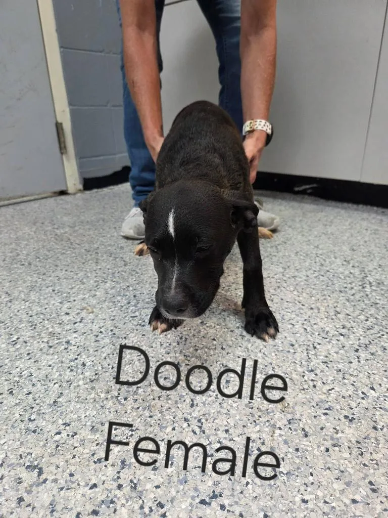 A baby medium-sized female German Shorthaired Pointer dog named Doodle for adoption in Livingston, LA