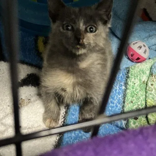 A baby small-sized female Dilute Tortoiseshell cat named Pearl for adoption in Paulina, LA