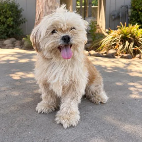 An adult small-sized male White / Cream Shih Tzu dog named Simba for adoption in Lathrop, CA