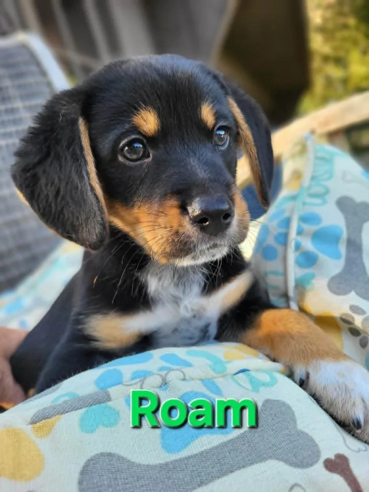 Roam