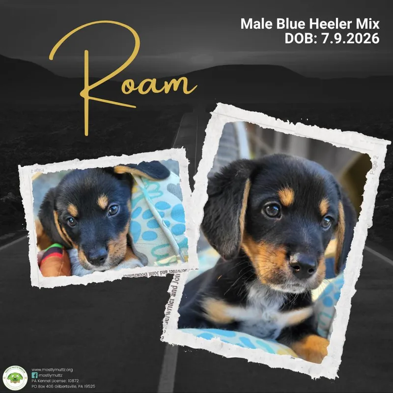 Roam thumbnail 5