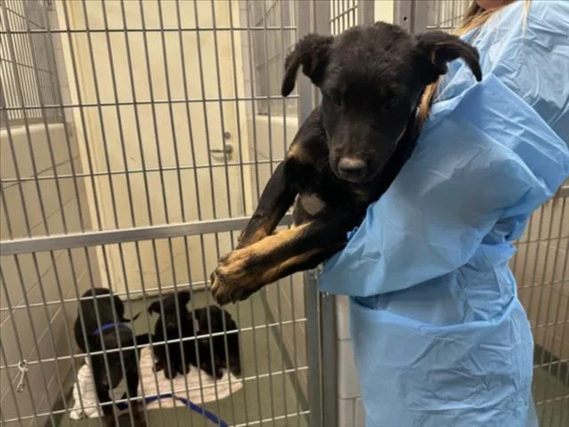 A baby small-sized male Mixed Breed dog named Monty for adoption in Santa Fe, NM