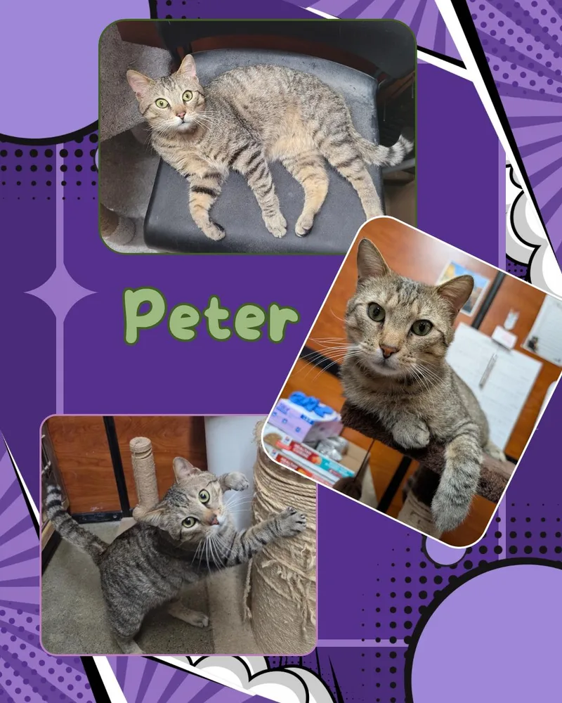 A young medium-sized male Tabby (Gray / Blue / Silver) Domestic Short Hair cat named Peter for adoption in Bronx, NY