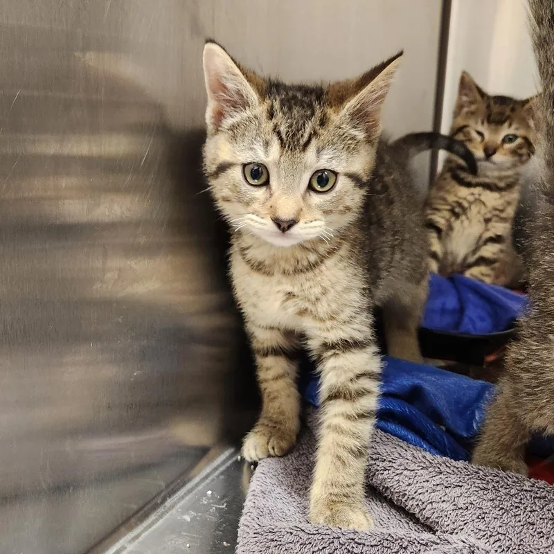 A baby small-sized male Brown / Chocolate Domestic Short Hair cat named Theodore for adoption in Delaware, OH