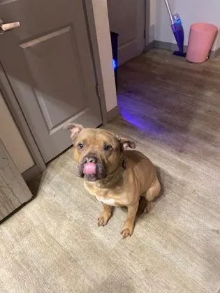 A senior large-sized male Mixed Breed dog named Valentine for adoption in Atlanta, GA