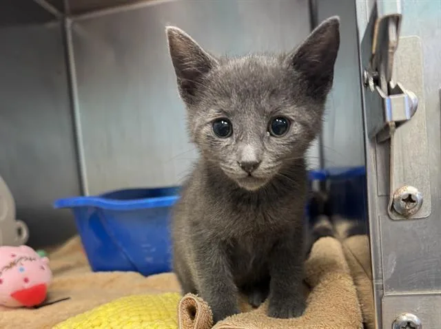 A baby small-sized male Domestic Short Hair cat named Soot for adoption in Palo Alto, CA